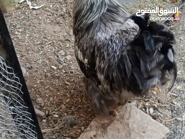 ديك براهمي للبيع