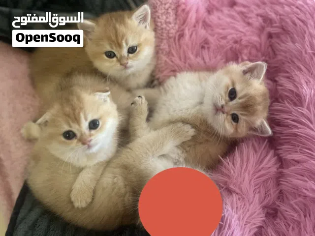 كيتن سكوتش للبيع