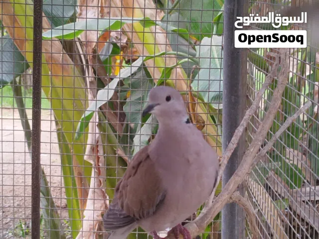 عفدان عماني زوج للبيع