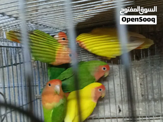 سبع حبات روز صحه ونظافه ما شاء الله والجوزين شغالات بس حاليا ما تحتيهن اشي