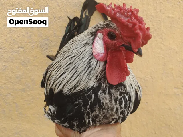 متاح ديج صحة ماشاء الله العمر اقل سنة حجم حلو ب 20 شراي يتواصل وبي خير ويدلل