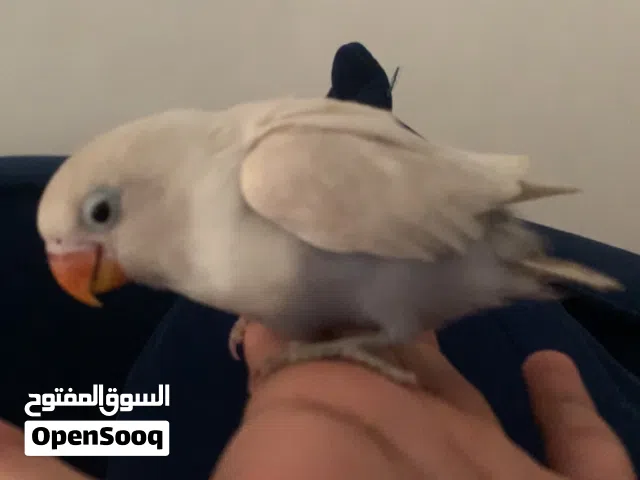 طير فشر أليف مره المنطقه دبا الفجيره في توصيل فقط في دبا الفجيره