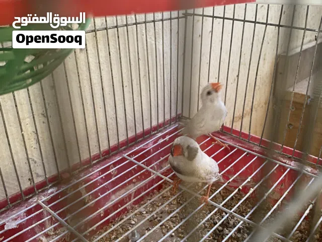 جوز جنه اقرأ الوصف ++ جوز حب