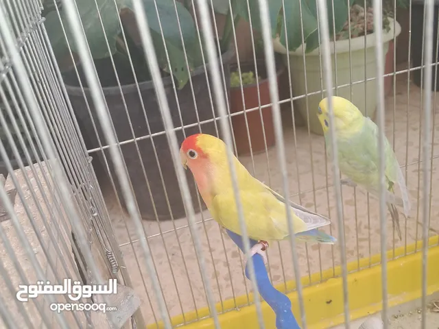 جوز روز مع قولوب حب للبيع في 40او للبدل على جوز كوكتيل اليف جرين شيك اليف