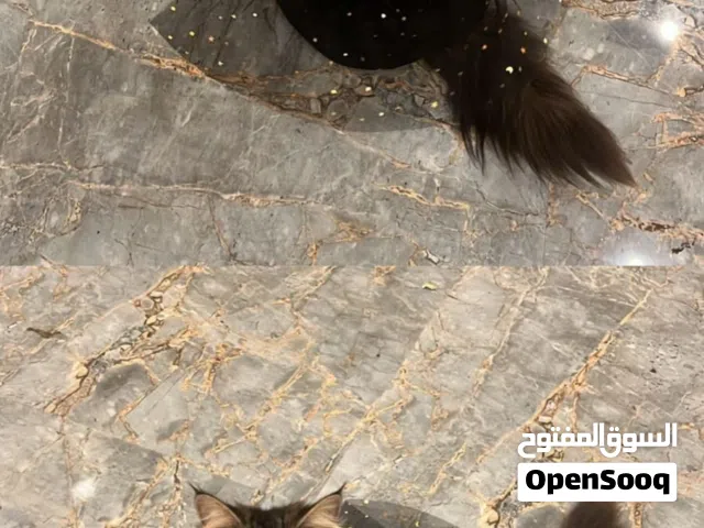 سنانيرر شيرازية