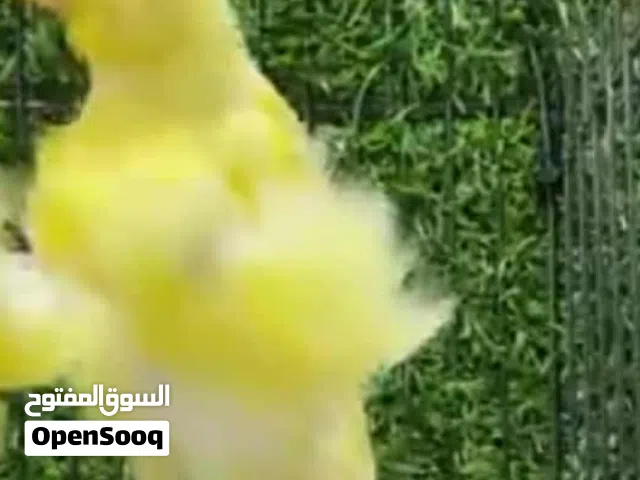 فحل شمالي اصفر