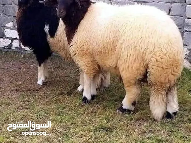 لحام متنقل ذبح أضاحي خاروف عجل بلدي جمل غنم بلدي روماني برزيلي كولمبي اسباني خروف بلدي جزار متنقل