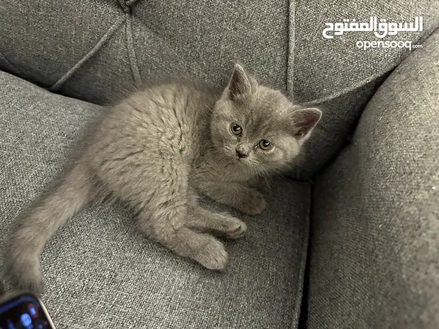 British shorthair kittens for sale