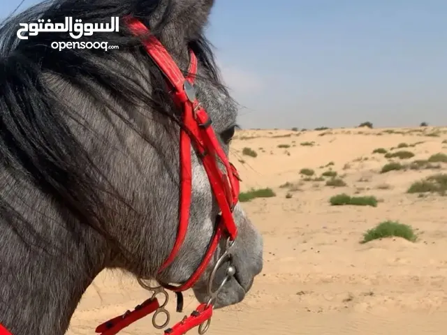 خيل للبيع واهو اللون اشعل