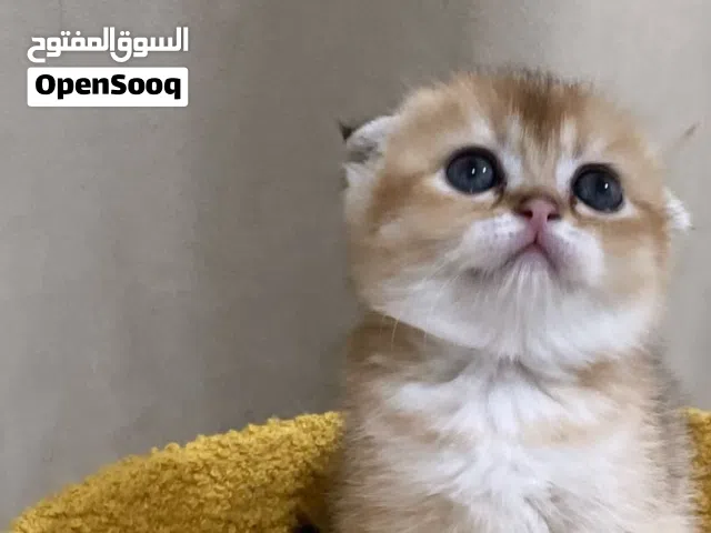 الوصف مهم جدا Scottish Fold Triple Fold Golden Longhair