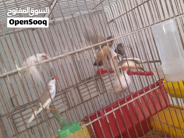 عصافير زيبرا
