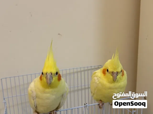 زوج كوكتيل مغردين بصحه جيده