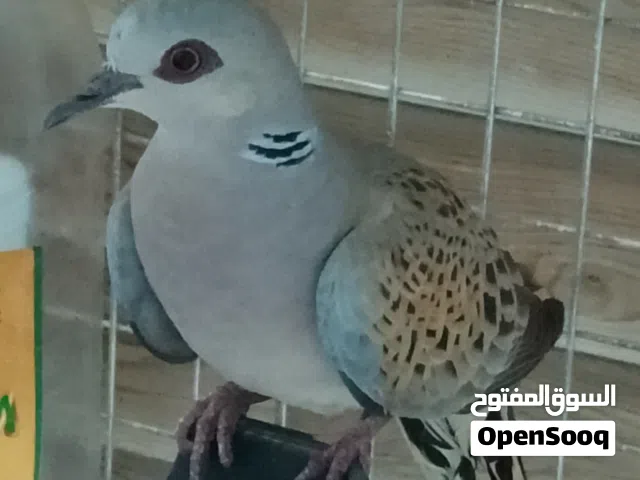 للبيع قماري عماني منتج