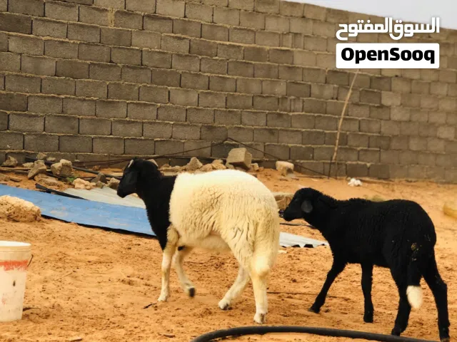 حولي للبيع