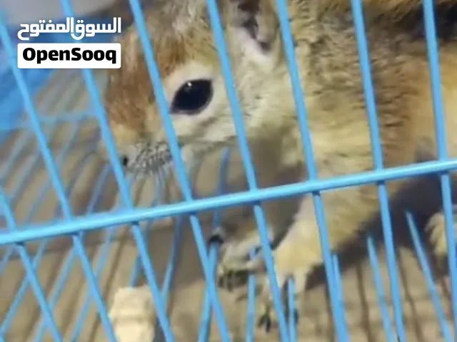 سناجب ذكر وانثى اليف