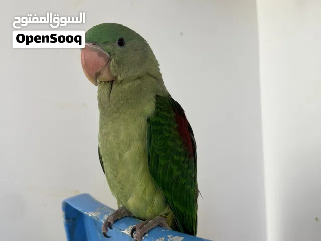 لبيع دره نيبالي سعر 200