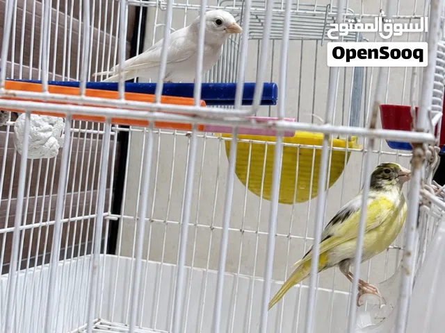 كوبية كناري