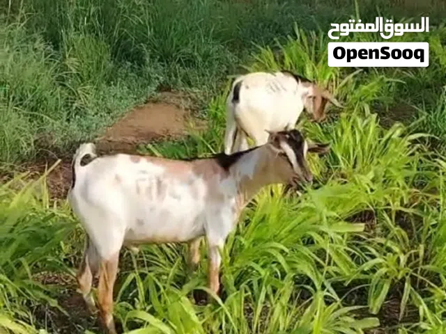 إثيوبيا مطعومات شهرين ونص