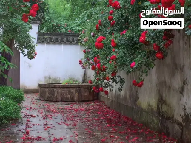 مطلوب شراء سيارة أقساط...