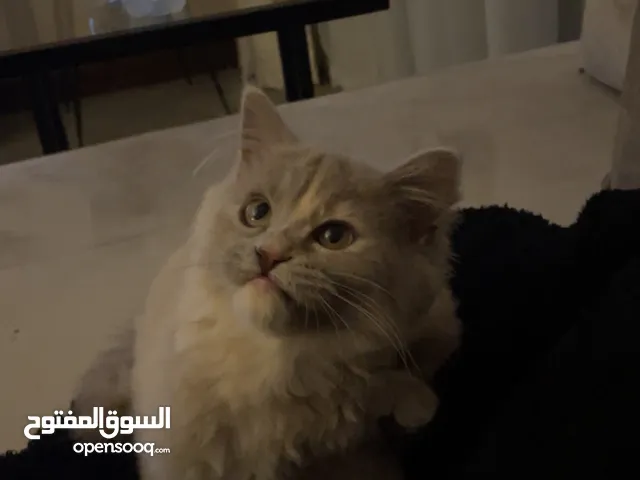 للتبني قطوه شيرازي