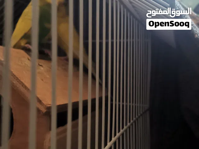 ببغاء بادجي