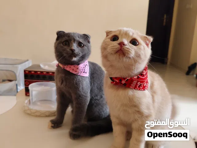 سكوتش فولد