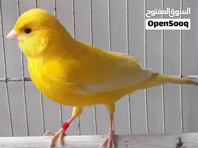 مطلووب طيرة ليمونية غامقه جاهزة حبه حلوه تكون ونشيطه وبسعر طري