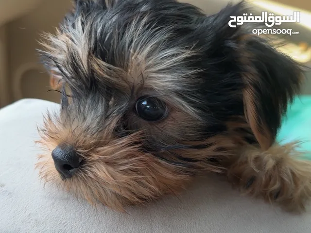 للبيع نثيه روك شاير العمر شهرين ونص