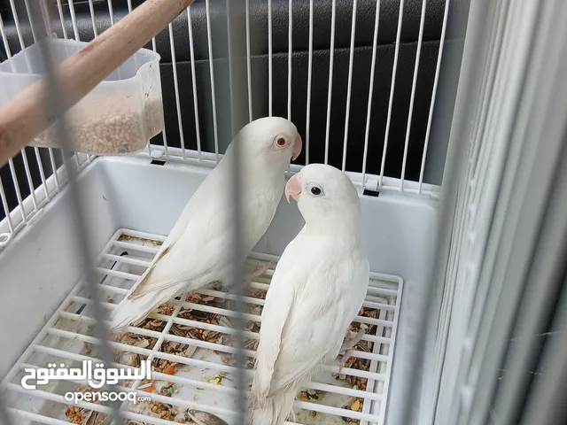 جوز فشر ابيض 40