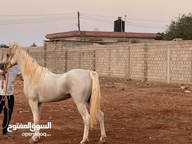 حصان عربي اصيل بشهادته