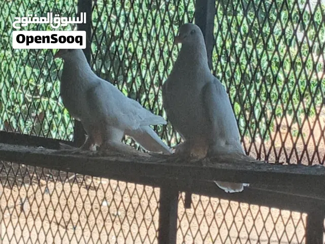 حمام شقلاب لله يبارك كوبيه مصوقره للبيع السعر ساوم .................................................