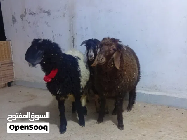 ثلاث خرفان للبيع