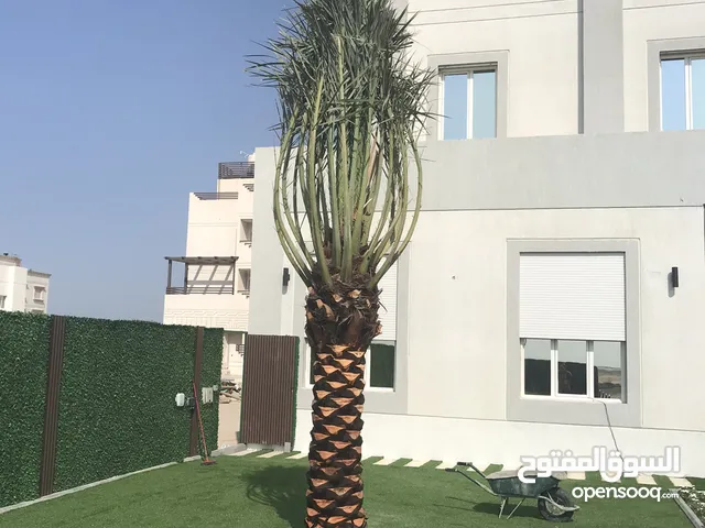جاسم الاهوازي.النخيل