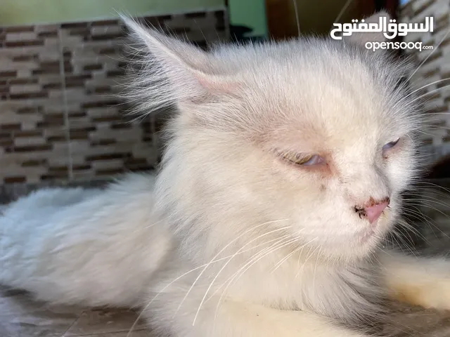 قط شعراني للبيع اعيونه حلوه