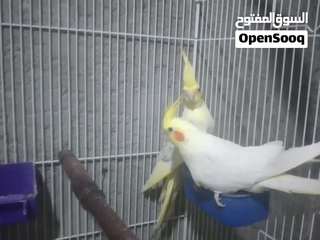 طروف كوكتيل لاتينو وحبشي