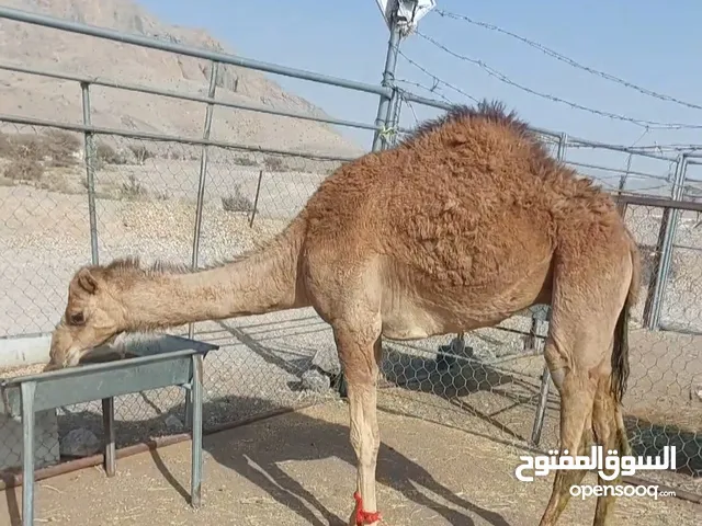 للبيع قعود مامركوض سمين
