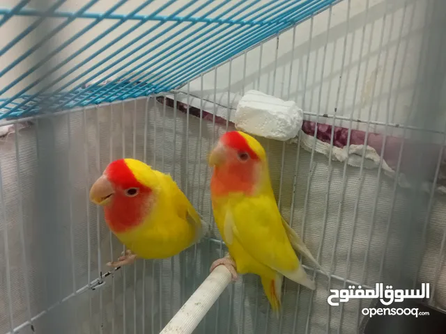 كنارات روز للبيع