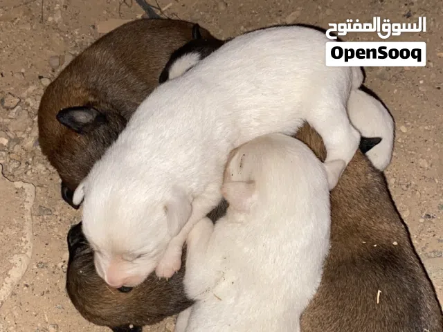 كلاب تهجين للبيع