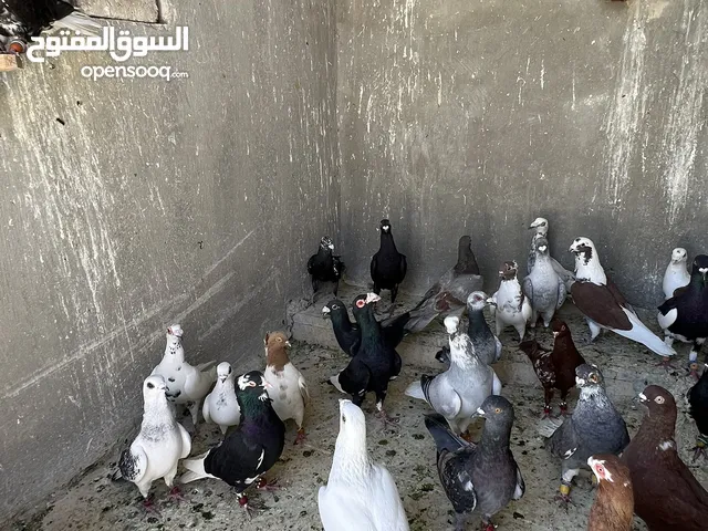طيور حمام للبيع كوم لا يوجد قطع 34 صحة ونضافة وطيران موجودات بالجبل الابيض الله يبارك لصاحب النصيب..