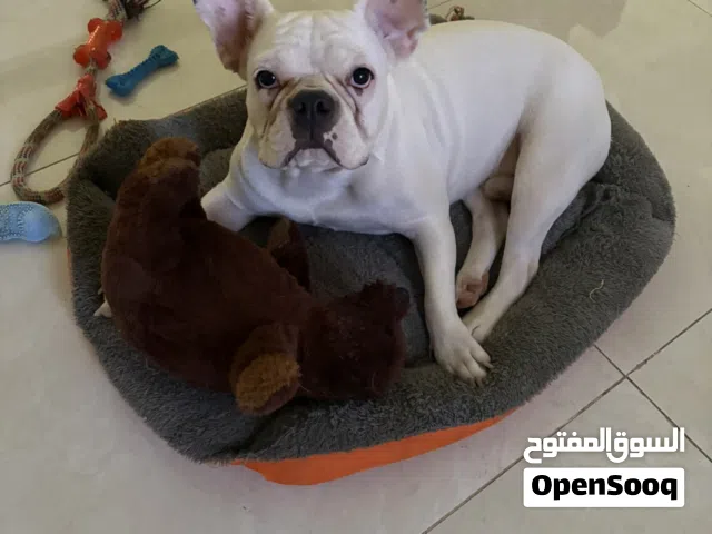 استضافت حيوانك الأليف