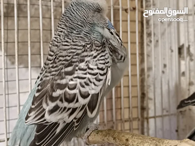 طيور حب انگليزي