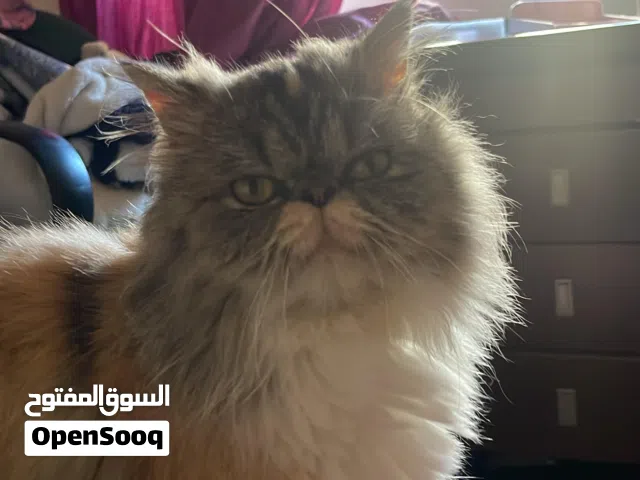 Chat persan femelle 2 ans vacciné a vendre Casablanca