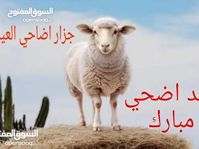 السلام جزار اضاحي العيد متمكن خدمه نظيفه بعد الصلاه ع طول