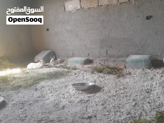 ارانب هجين