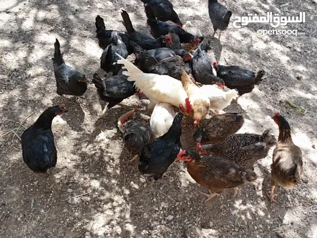 دجاج بلدي البيع
