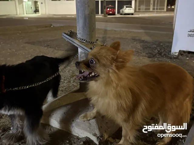 كلاب مع جوازاتهن ومطعمات