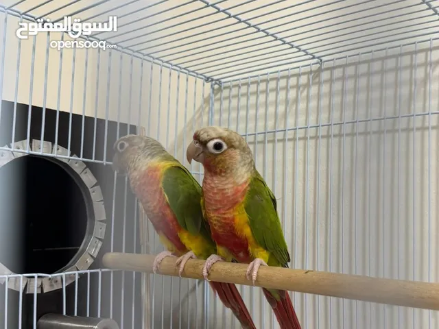زوج كنيور باينبل رد فاكتر