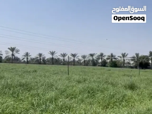 فرصة العمر مزرعة 3 فدان  بسعر خيالي 90 الف فقط جنوب الشارع العام بجنب الخدمات.