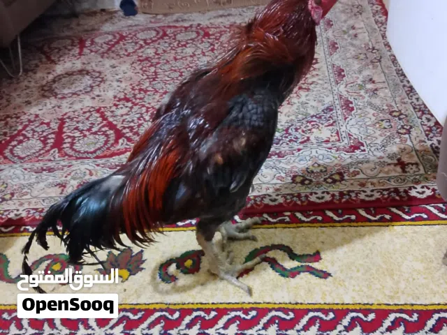 السلام عليكم اخوان ديك هراتي برازيلي فحل فول دم نقي بيع لو مراوس بزرت منا وأريد ابيعه لو اروسه