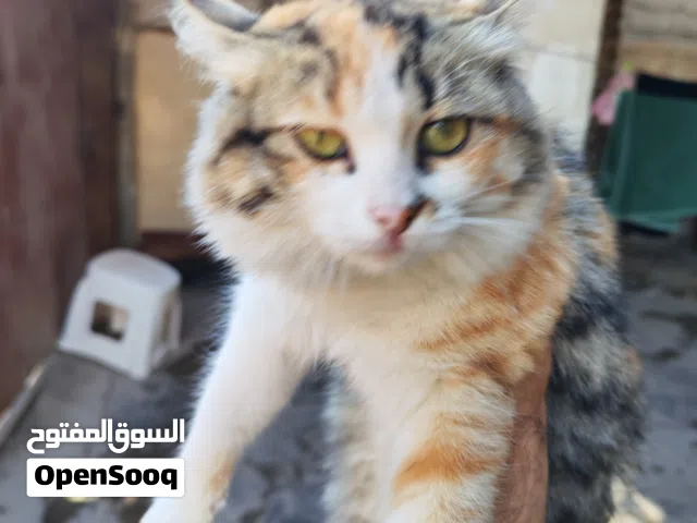 قط شيرازي انثى للبيع